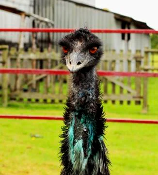 Emu Stock Photos