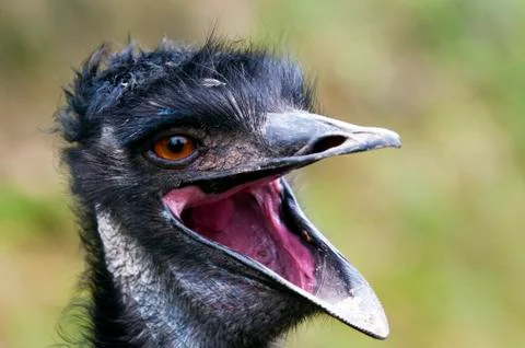 Emu Stock Photos