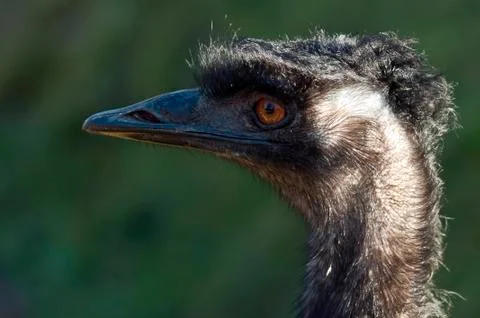 Emu Foto stock