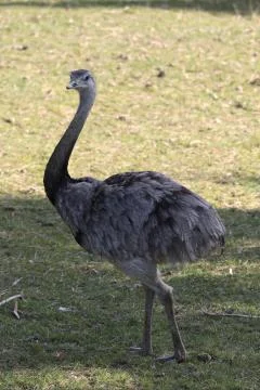 Emu Stock Photos