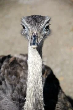 Emu Stock Photos