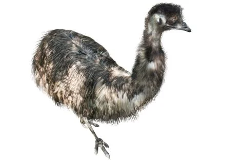 Emu Stock Photos