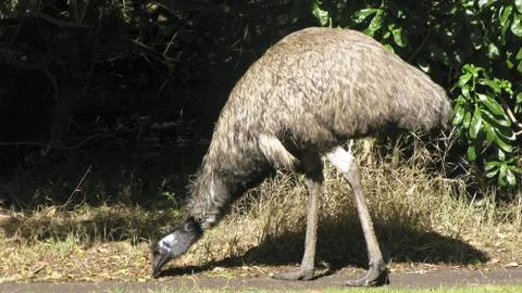 Emu Stock Photos