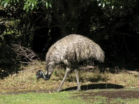 Emu Stock Photos