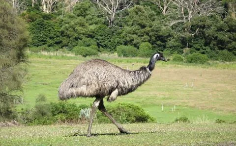 Emu Stock Photos