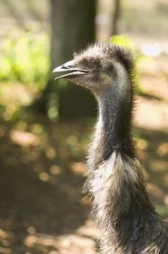 Emu Stock Photos