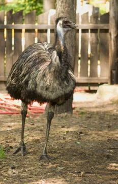 Emu Stock Photos
