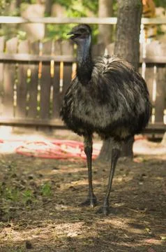Emu Stock Photos