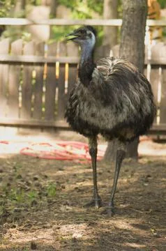 Emu Stock Photos