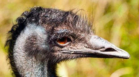 Emu Foto stock