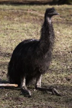 Emu Stock Photos