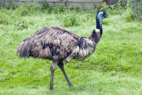 Emu Stock Photos
