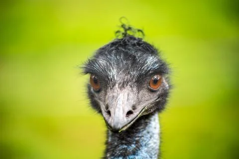Emu Stock Photos