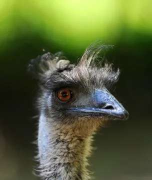 Emu Stock Photos