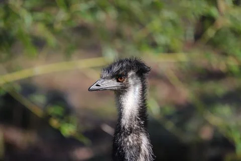 Emu Stock Photos