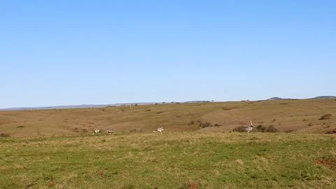 The emu Stock Photos