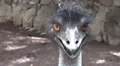 Emu portrait close up HD Footage