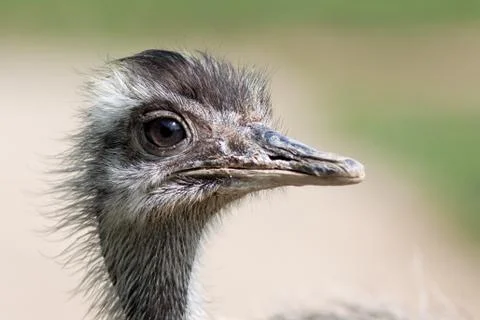 Emu portrait Stock Photos
