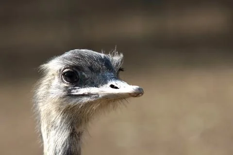 Emu portrait Stock Photos