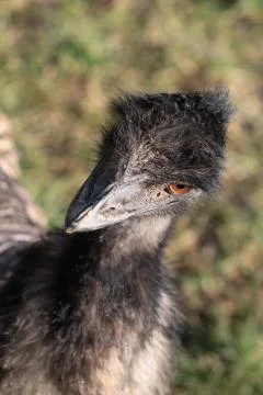 Emu portrait Stock Photos
