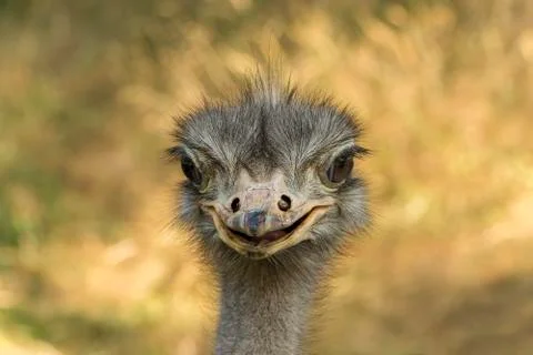 Emu portrait Stock Photos