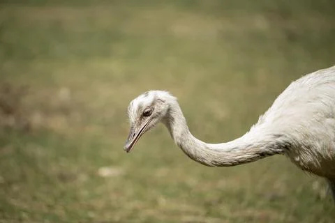 Emu portrait Stock Photos