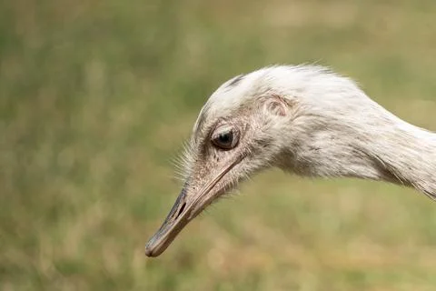 Emu Portrait Stock Photos