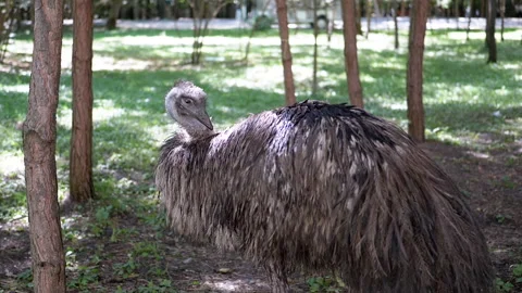 Emu Preening in Forest Stock Footage 293210435