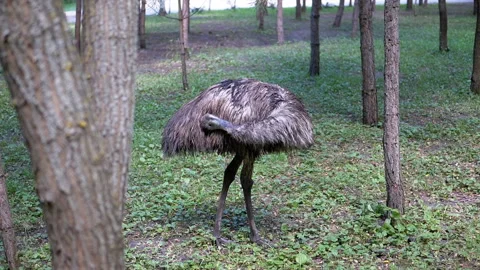 Emu Preening in the Forest Stock Footage 293219723