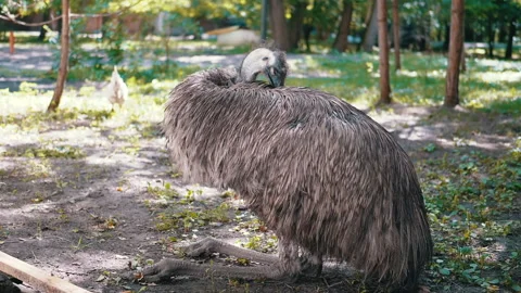 Emu Preening in the Park Stock-Footage 293217934