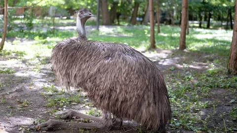 Emu Resting in Park Stock Footage 293232539