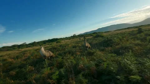 Emu running in the outback of Australia, Drone footage Stock Footage 262938546