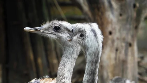 The emu scans the landscape, 4K, UHD, recorded in 50 fps Stock Footage 113522896