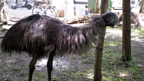 Emu Scratching Its Head on a Tree Stock Footage 293221166