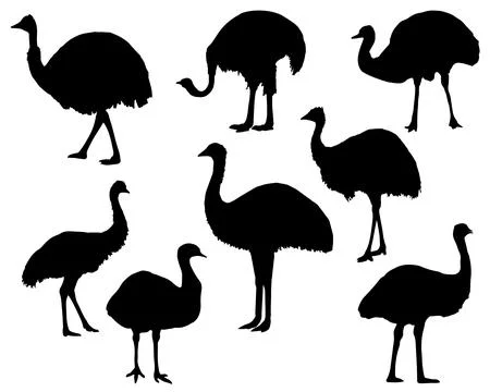 EMU SILHOUETTE VECTOR ART Stock Illustration