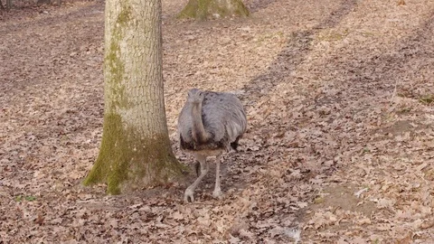 Emu sitting down Stock Footage 105678105