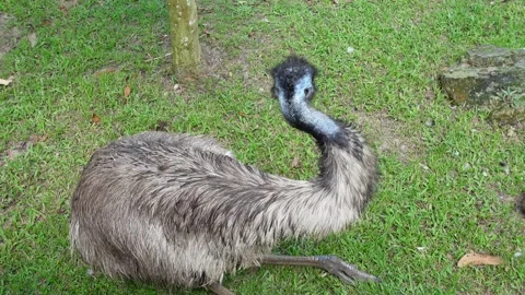 Emu sitting on the green grass, close up Stock Footage 295037123
