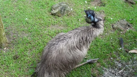Emu sitting on the green grass, close up Stock Footage 295037129