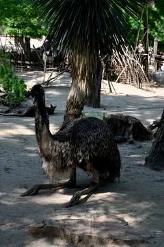 Emu sitting on ground Stock Photos