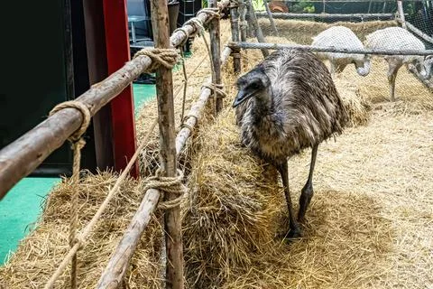 The emu in the stall 스톡 사진