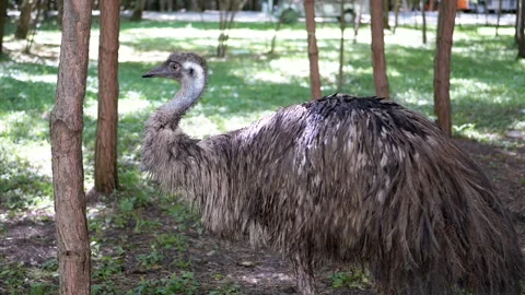 Emu Standing in the Forest Stock Footage 293215067