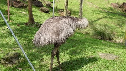 Emu standing on the green grass Stock Footage 295037125