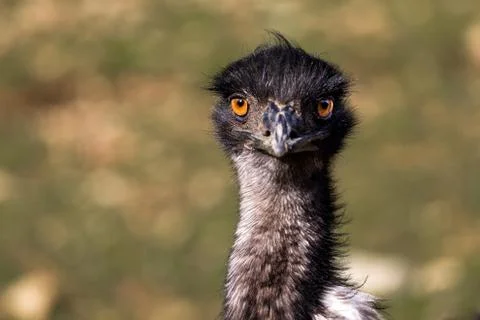 The Emu Stare Stock Photos