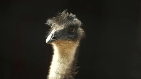 EMU Stock 60fps Stock Footage 152488216