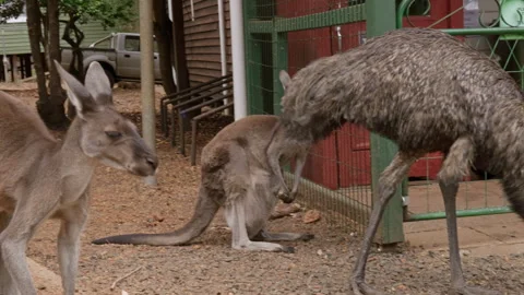 Emu strolls between two kangaroos beside building Stock-Footage 260292676