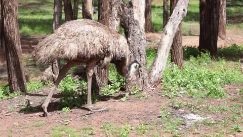 EMU walk and feed in camping ground close up Stock Footage 329012969