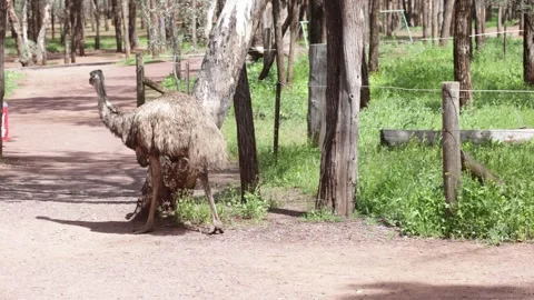 EMU walk inside camping along fence close up Stock Footage 321182024