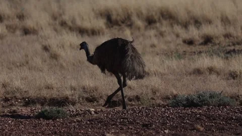 EMU walk in the outback closeup Stock Footage 325374940