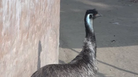 An emu walking and approaching the camera in the Huachipa zoo at daytime in 4k Stock Footage 158275226