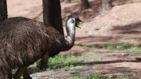 EMU walking and feed in camping ground close up Stock Footage 329013046